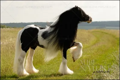 Quelle est la race de ce cheval ?Il y'a un piège!