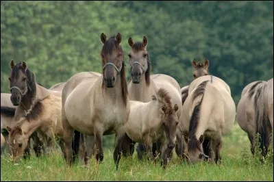 Quelle est la race de ce cheval ?