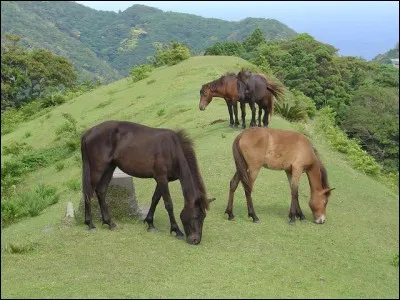 Quelle est la race de ce cheval ?