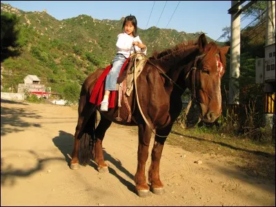 Quelle est la race de ce cheval ?