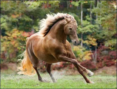 Quelle est la race de ce cheval ?