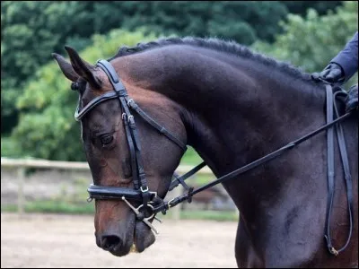 Quelle est la race de ce cheval ?