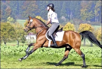 Quelle est la race de ce cheval ?