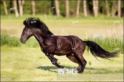 Quelle est la race de ce cheval ?