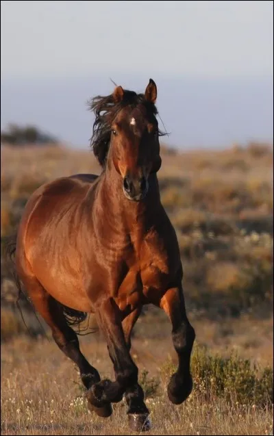 Quelle est la race de ce cheval ?