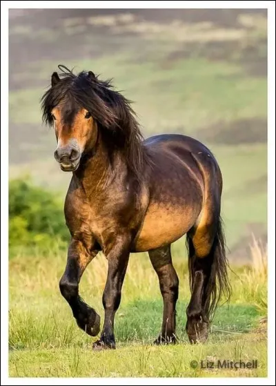 Quelle est la race de ce cheval ?