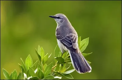 Quel oiseau, célèbre pour ses pouvoirs d'imitation, copie des sons divers comme les tondeuses à gazon, faucons, et les chats ?