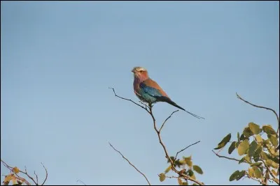 Quelle est la source de nourriture principale des coraciidae ?
