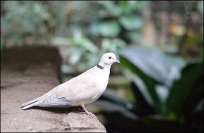 La colombe et quelle autre espèce d'oiseau font la famille des Columbidae ?