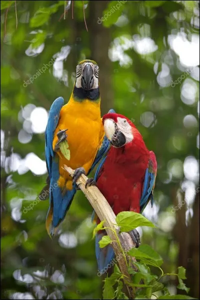 Dans quel pays pouvez-vous voir des aras à l'état sauvage ?