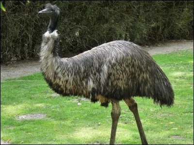 Sur quel continent vit un oiseau qui ne peut pas voler, nommé émeu ?
