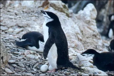Quel mot est employé pour quand les oiseaux s'assoient sur leurs ufs ?