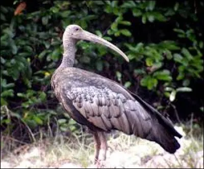 Quel est le nom de cet oiseau ?