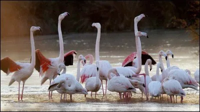 Sur quoi les six espèces de flamants roses pondent-elles leur uf blanc comme la craie ?