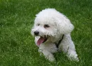 Quiz Les races de chiens