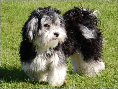 Petit et robuste, c'est le chien national de Cuba. C'est un :