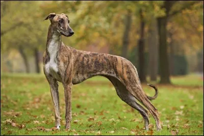 Quelle vitesse peut atteindre un lévrier ?