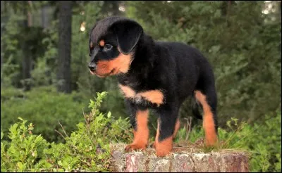 Quelle est cette race de chiens ?