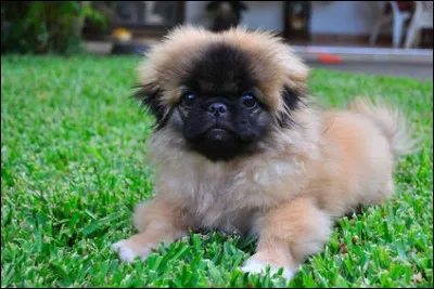 Dans l'antiquité, où les Chinois cachaient-ils des chiots pékinois ?