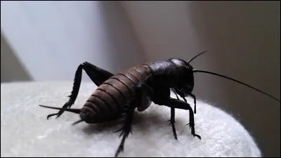 Une jolie demoiselle, c'est l'...