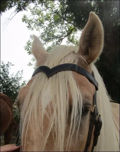 Comment s'appelle cette partie du filet ?
 (sur le front)