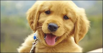 "Dogman" est un film signé Matteo Garrone.