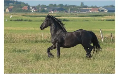 Combien d'allures a un cheval ?