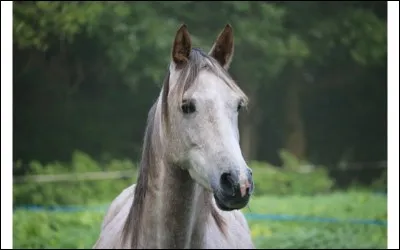 Il existe combien de "galops" ?