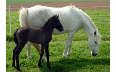 Comment s'appelle la femelle du cheval ?