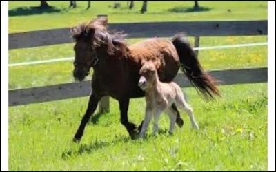 Comment s'appelle le petit du cheval ?