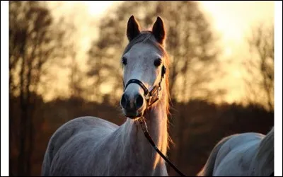 Comment s'appelle un étalon castré ?