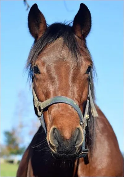 Quelle est la robe de ce cheval ?