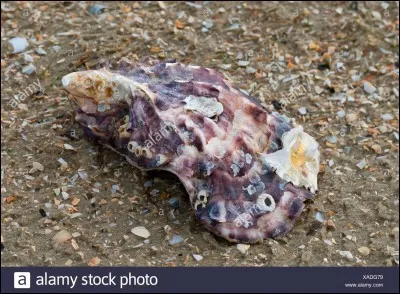 Parmi ces quatre mots, il y a un intrus : lequel ?