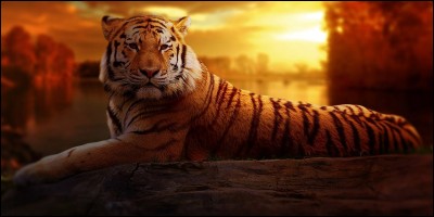 Les tigres sont-ils toujours orange et noir ?