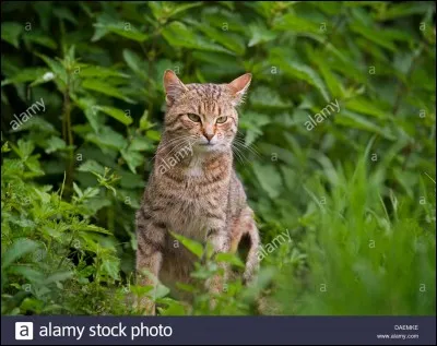 Les chats sont très obéissants.