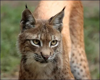 Les lynx sont connus pour avoir une longue queue.