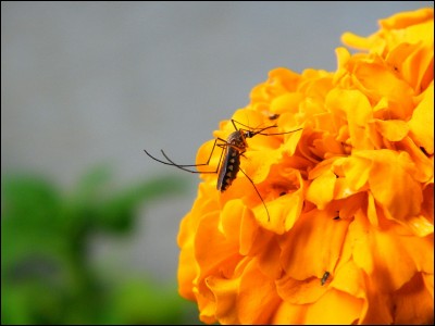 Les moustiques se nourrissent de nectar pour couvrir leurs besoins énergétiques mais lesquels vont vous piquer ?