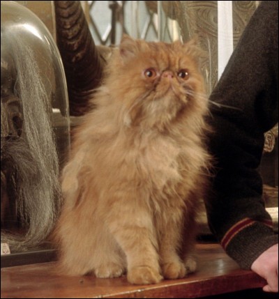 Comment s'appelle le chat roux d'Hermione ? (photo)