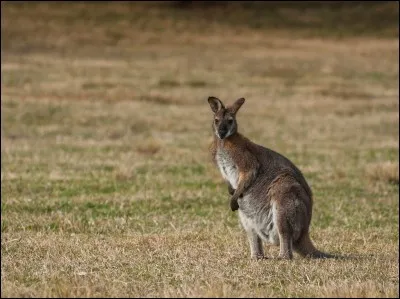 Quel est le nom de cet animal, semblable &agrave; un kangourou ?