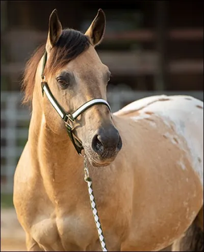 Quelle est la robe de ce cheval ? Elle est...