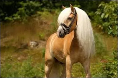 Quelle est la robe de ce cheval ?