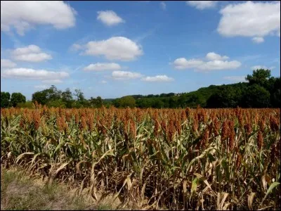 Sous quel nom le sorgho est-il plus connu ?