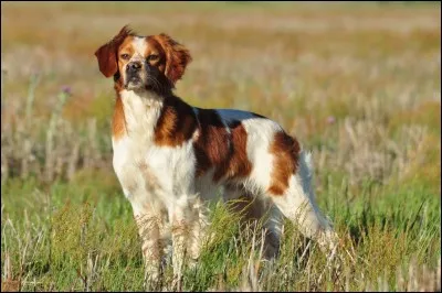Quel mouvement a fait suite au dadaïsme ?