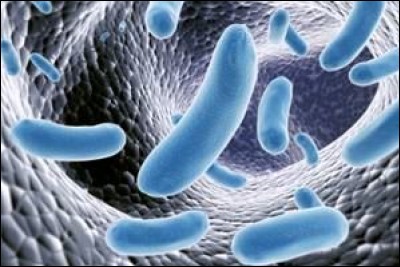 Comment se nomme la bactérie responsable du tétanos ?