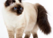 Quiz Connais-tu bien le chat Birman, que l'on appelle aussi Sacr de Birmanie ?