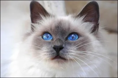 Où (en théorie) est né le chat Birman ?