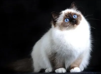 Quelle place le Sacré de Birmanie occupe-t-il dans le top 10 des chats préférés des Français ?