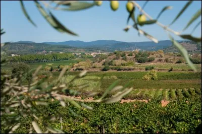 Tous les vignobles de France sont de cr&eacute;ation romaine. Sauf un qui remonte &agrave; la colonisation grecque. Duquel s'agit-il ?