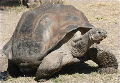 Les tortues des Galapagos, &icirc;les volcaniques situ&eacute;es &agrave; 900 km de l'&Eacute;quateur, peuvent peser jusqu'&agrave;...