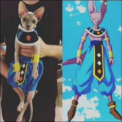 Qui est le ma&icirc;tre de Beerus ?